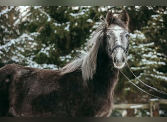 Tschechisches Sportpony, Stute, 5 Jahre, 145 cm, Schimmel