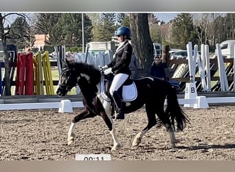 Tschechisches Sportpony Mix, Stute, 6 Jahre, 135 cm, Schecke