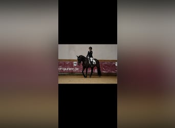 Tschechisches Sportpony, Wallach, 11 Jahre, Dunkelbrauner