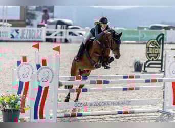 Tschechisches Sportpony, Wallach, 13 Jahre, 148 cm, Brauner