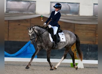 Tschechisches Sportpony, Wallach, 5 Jahre, 143 cm, Schimmel