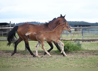 Tschechisches Warmblut, Hengst, 1 Jahr, Dunkelfuchs