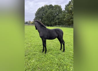 Tschechisches Warmblut, Hengst, 1 Jahr, Kann Schimmel werden