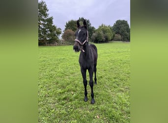 Tschechisches Warmblut, Hengst, 1 Jahr, Kann Schimmel werden