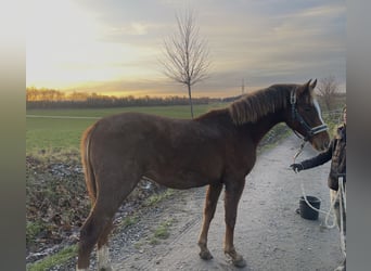 Tschechisches Warmblut, Hengst, 2 Jahre, Dunkelfuchs