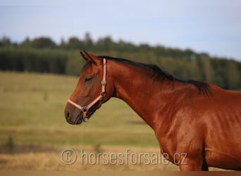 Tschechisches Warmblut, Hengst, 3 Jahre, 164 cm, Brauner