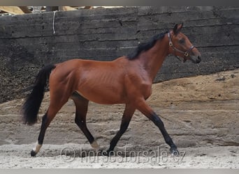 Tschechisches Warmblut, Hengst, 3 Jahre, 164 cm, Brauner