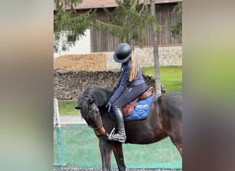 Tschechisches Warmblut, Hengst, 7 Jahre, 168 cm, Dunkelbrauner