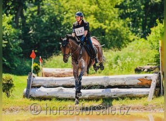 Tschechisches Warmblut, Hengst, 7 Jahre, 171 cm, Brauner