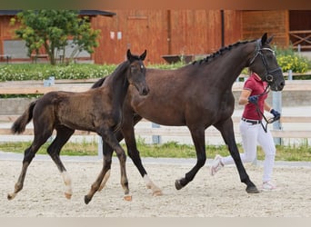 Tschechisches Warmblut, Hengst, Fohlen (04/2024), 167 cm, Rappe