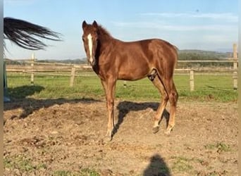 Tschechisches Warmblut, Hengst, Fohlen (04/2025), Dunkelfuchs