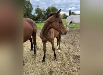 Tschechisches Warmblut, Hengst, Fohlen (05/2025), Rotbrauner