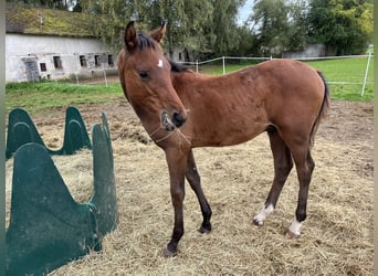 Tschechisches Warmblut, Hengst, Fohlen (05/2025)