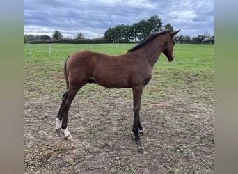 Tschechisches Warmblut, Hengst, Fohlen (05/2025)