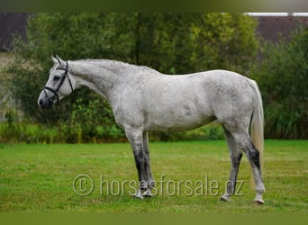 Tschechisches Warmblut, Stute, 10 Jahre, 163 cm, Schimmel