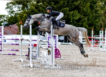 Tschechisches Warmblut, Stute, 10 Jahre, 163 cm, Schimmel