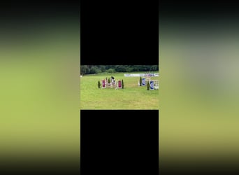 Tschechisches Warmblut, Stute, 10 Jahre, 168 cm, Fliegenschimmel