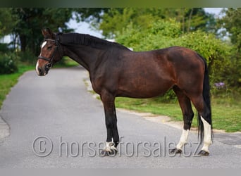 Tschechisches Warmblut, Stute, 10 Jahre, 173 cm, Brauner