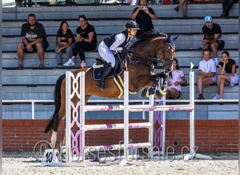 Tschechisches Warmblut, Stute, 10 Jahre, 173 cm, Brauner