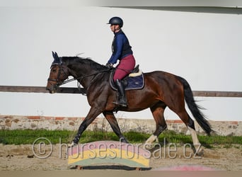 Tschechisches Warmblut, Stute, 10 Jahre, 173 cm, Brauner