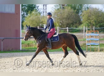 Tschechisches Warmblut, Stute, 10 Jahre, 173 cm, Brauner