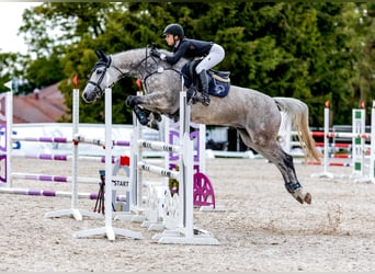 Tschechisches Warmblut, Stute, 11 Jahre, 163 cm, Schimmel
