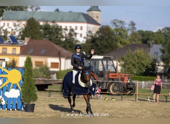 Tschechisches Warmblut, Stute, 11 Jahre, 164 cm, Brauner