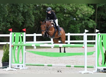 Tschechisches Warmblut, Stute, 11 Jahre, 164 cm, Brauner