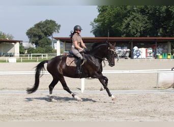 Tschechisches Warmblut, Stute, 11 Jahre, 165 cm, Rappe