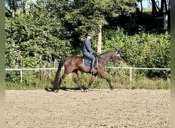 Tschechisches Warmblut, Stute, 11 Jahre, 168 cm, Brauner