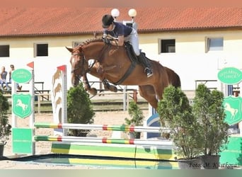 Tschechisches Warmblut, Stute, 11 Jahre, 170 cm, Dunkelfuchs