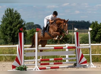 Tschechisches Warmblut, Stute, 11 Jahre, 170 cm, Dunkelfuchs
