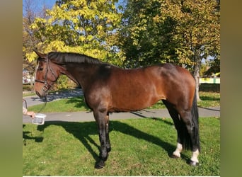 Tschechisches Warmblut, Stute, 11 Jahre, 172 cm, Rotbrauner