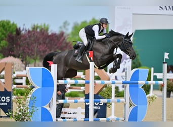 Tschechisches Warmblut, Stute, 11 Jahre, 175 cm, Rappe