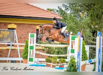 Tschechisches Warmblut, Stute, 12 Jahre, 165 cm, Rotbrauner