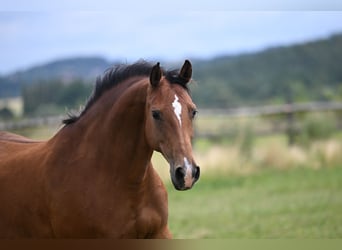 Tschechisches Warmblut, Stute, 12 Jahre, 165 cm, Rotbrauner