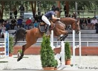 Tschechisches Warmblut, Stute, 12 Jahre, 165 cm, Rotbrauner