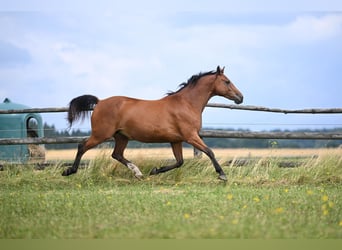 Tschechisches Warmblut, Stute, 12 Jahre, 165 cm, Rotbrauner