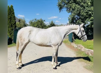 Tschechisches Warmblut, Stute, 12 Jahre, 168 cm, Schimmel