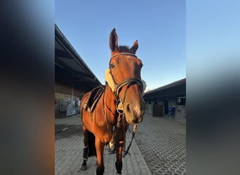 Tschechisches Warmblut, Stute, 12 Jahre, 170 cm, Brauner