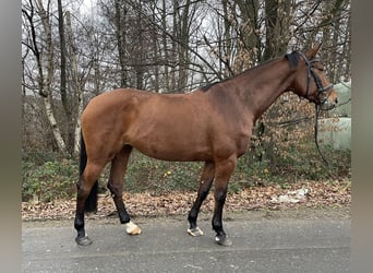 Tschechisches Warmblut, Stute, 12 Jahre, 170 cm, Brauner