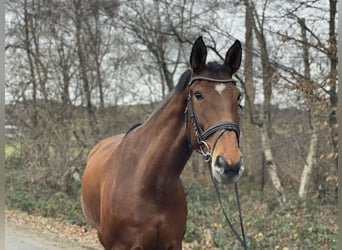 Tschechisches Warmblut, Stute, 12 Jahre, 170 cm, Brauner