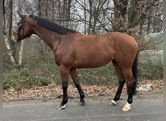 Tschechisches Warmblut, Stute, 12 Jahre, 170 cm, Brauner