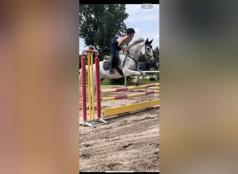 Tschechisches Warmblut, Stute, 12 Jahre, 171 cm, Schimmel