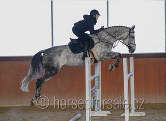 Tschechisches Warmblut, Stute, 12 Jahre, 175 cm, Schimmel