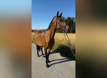 Tschechisches Warmblut, Stute, 13 Jahre, 150 cm, Brauner