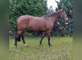 Tschechisches Warmblut, Stute, 13 Jahre, 162 cm, Rotbrauner