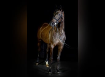 Tschechisches Warmblut, Stute, 13 Jahre, 168 cm, Schwarzbrauner