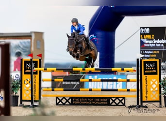 Tschechisches Warmblut, Stute, 13 Jahre, 172 cm, Dunkelbrauner