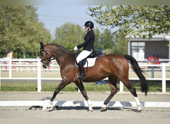 Tschechisches Warmblut, Stute, 13 Jahre, 174 cm, Brauner